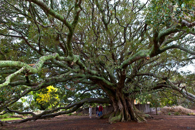 Huge Morton Bay fig at Milton, New South Wales