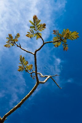 Jacaranda