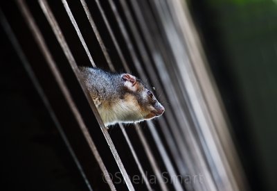 Ringtail possum profile