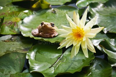 Perons frog on waterlily pad