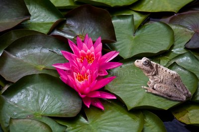 Pink water lily with frog 