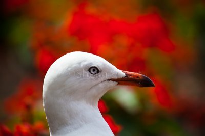 Gull with flower background
