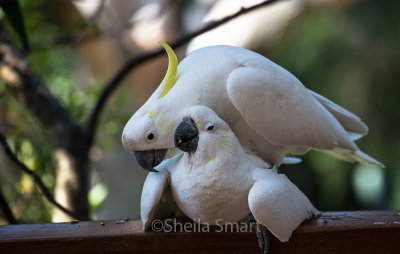 Mating sulphur crested cockatoos