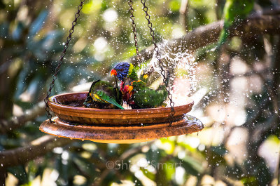 Rainbow lorikeets taking a bath