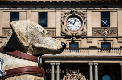 Guide dog statue at Customs House