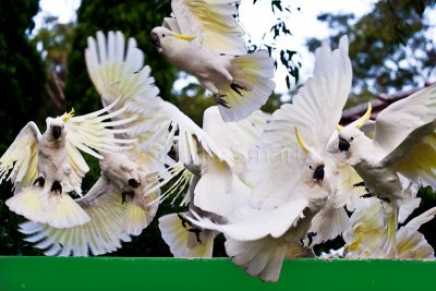 Sulphur crested cockatoos in flight
