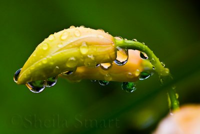 Orchid bud with raindrops