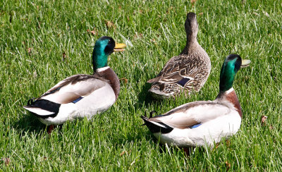 Mallard Ducks_2911_1.jpg