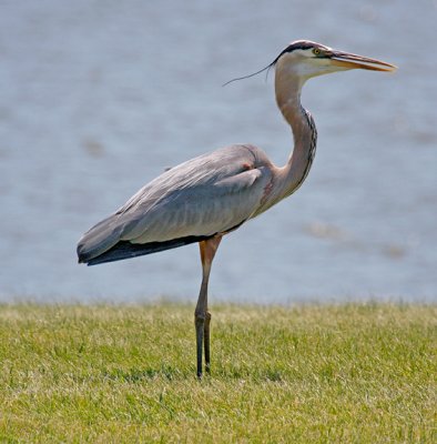 Great Blue Heron 3931_1 pb sh.jpg