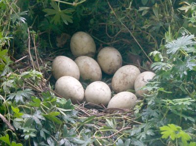 Nesting Mallard Duck Eggs _( In my wife's flower garden)