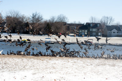 on a very cold day  geese