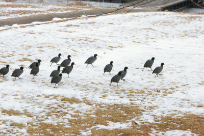 Coots heading to the water --(ice)_ ddp_8647