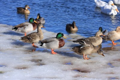  Mallard Duck -- Cold feet