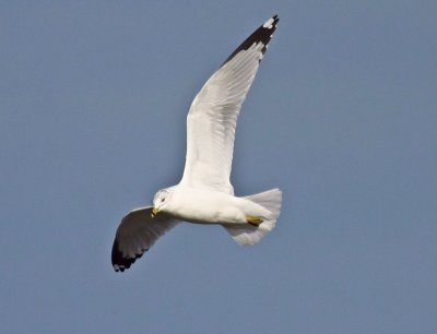  Gull 4861  stan