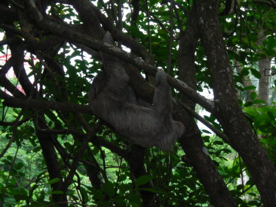 Sloth in a Panama City park!