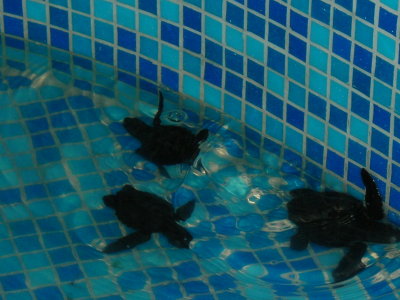 hatchlings waiting for release