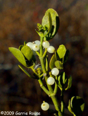 mistletoe in fruit