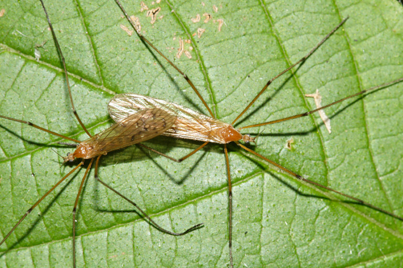 Cladura flavoferruginea