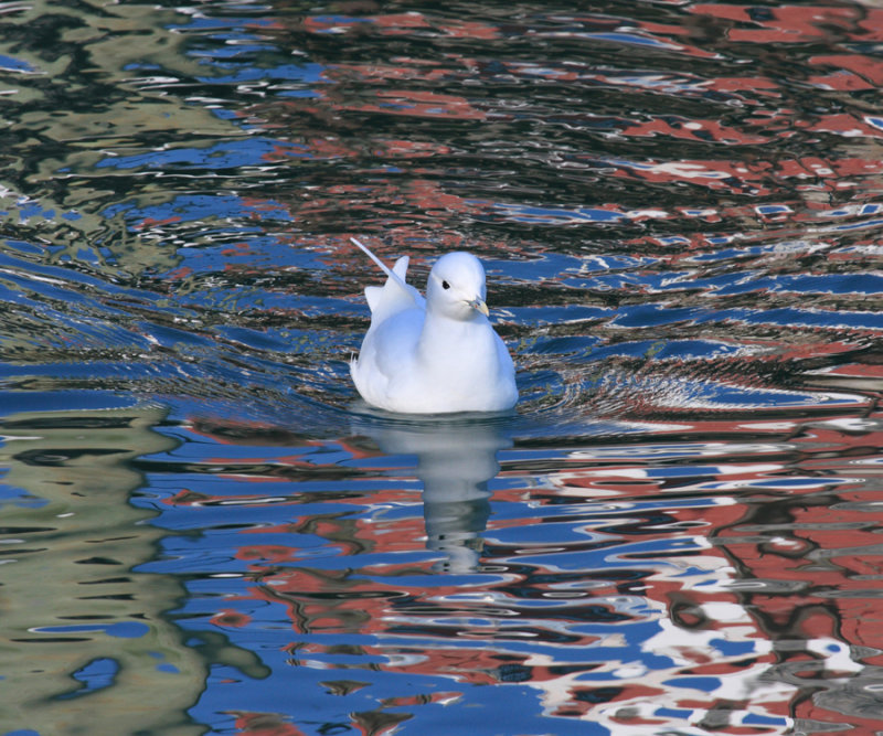 Ivory Gull - Pagophila eburnea