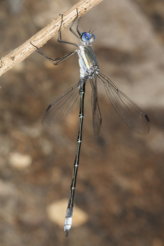 Great Spreadwing - Archilestes grandis