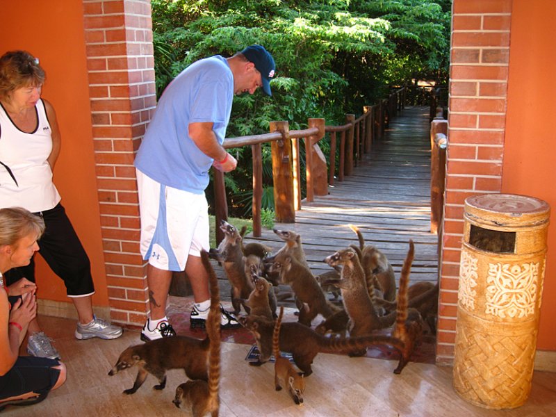 Frank feeding the White-nosed Coatis