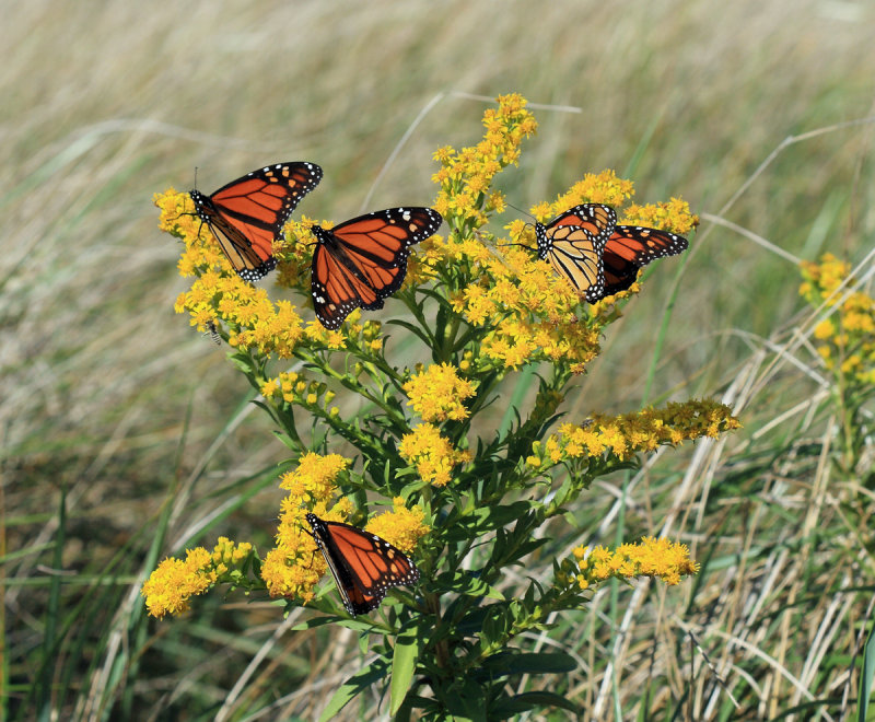 migrating Monarchs - Danaus plexippus