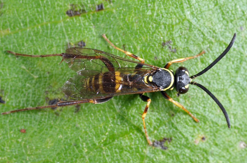 Ceropales maculata fraterna