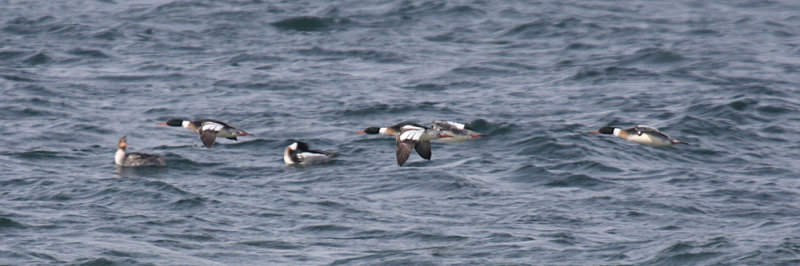 Red-breasted Mergansers - Mergus serrator