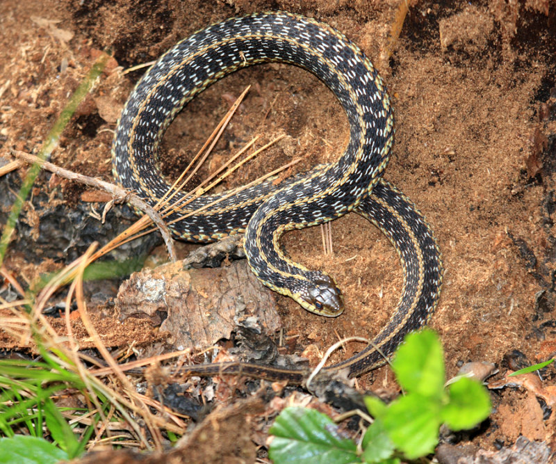 Garter Snake - Thamnophis sirtalis