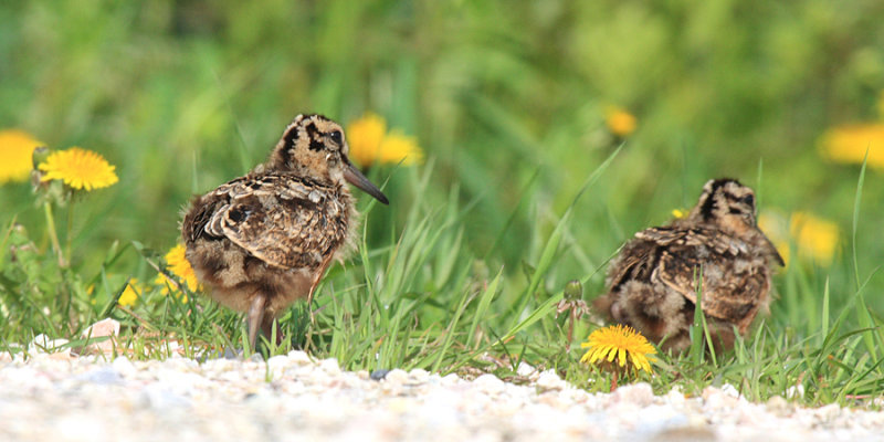 American Woodcock - Scolopax minor