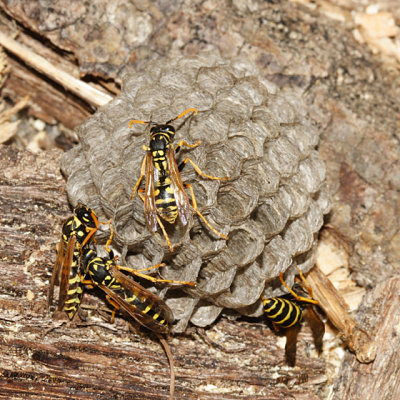 European Paper Wasp - Polistes dominula