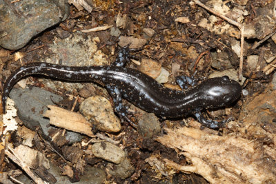 Blue Spotted Salamander - Ambystoma laterale