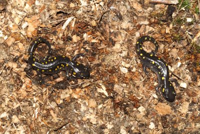 Spotted Salamanders - Ambystoma maculatum