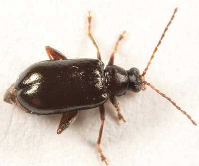 Luperaltica nigripalpis