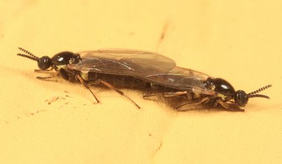 Minute Black Scavenger Flies - Scatopsidae