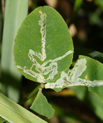 Liriomyza sp. mine (possibly trifoliearum)