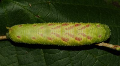 7826 - Huckleberry Sphinx caterpillar - Paonias astylus