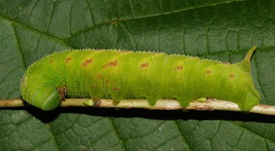 7826 - Huckleberry Sphinx caterpillar - Paonias astylus