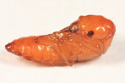 Platydracus cinnamopterus complex pupa