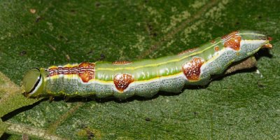 7998 - Variable Oakleaf Caterpillar - Lochmaeus manteo