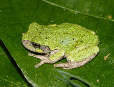 Gray Tree Frog - Hyla versicolor