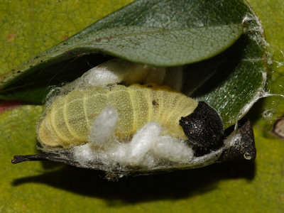 Wild Indigo Duskywing - Erynnis baptisiae (Braconid wasp parasitic pupa with it)