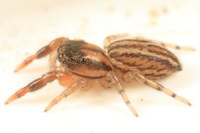 Marpissa lineata