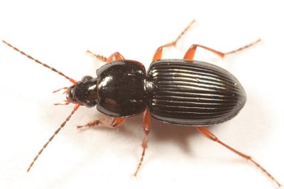 Pterostichus commutabilis