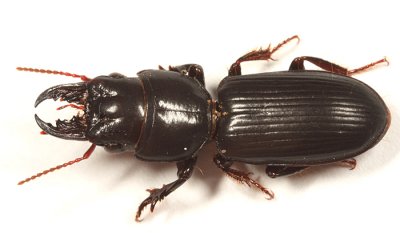 Scarites subterraneus