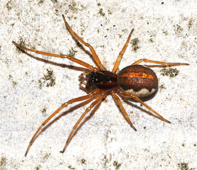Thick-jawed Orb Weaver - Pachygnatha autumnalis (female)