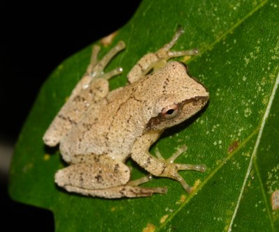 Spring Peeper - Pseudacris crucifer