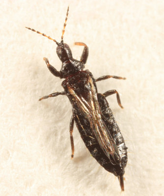 Phlaeothripidae