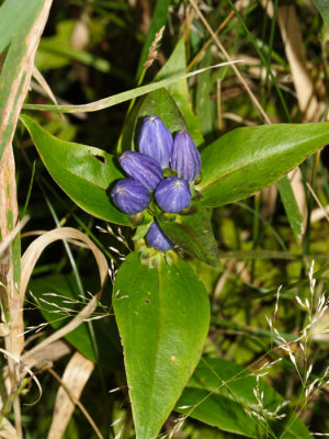 Bottle Gentian - Gentiana clausa