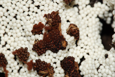 Wasp's Nest Slime Mold - Metatrichia vesparium and Trichia sp. (white ones)